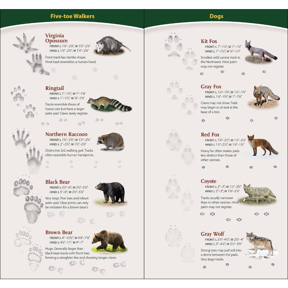 Animal Tracks of the Northwest Quick Guide