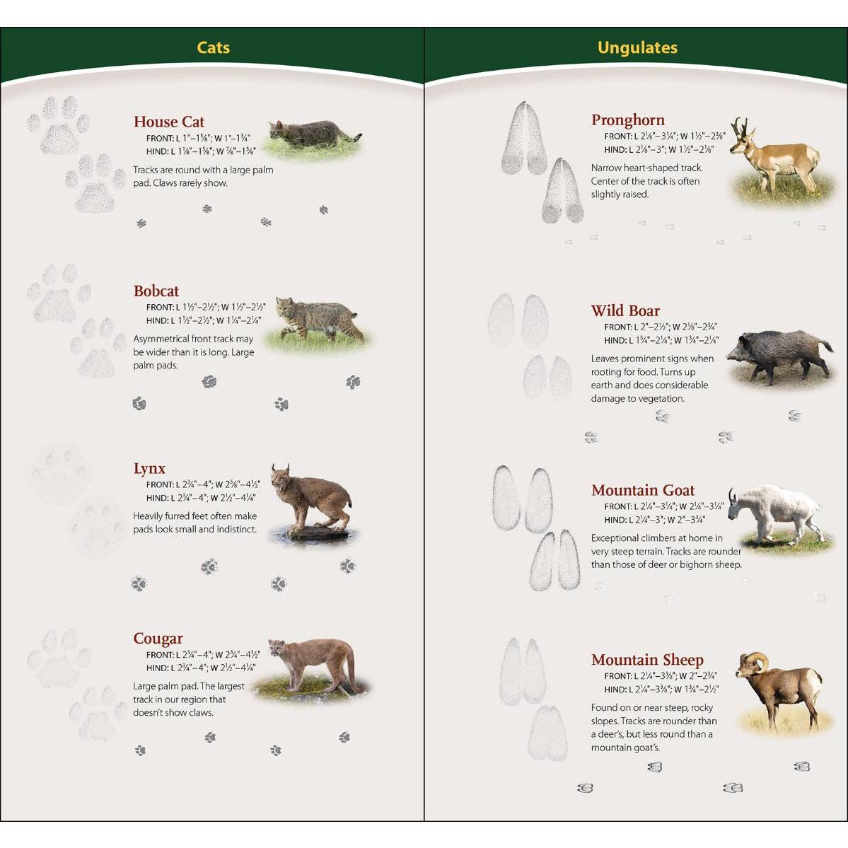 Animal Tracks of the Northwest Quick Guide