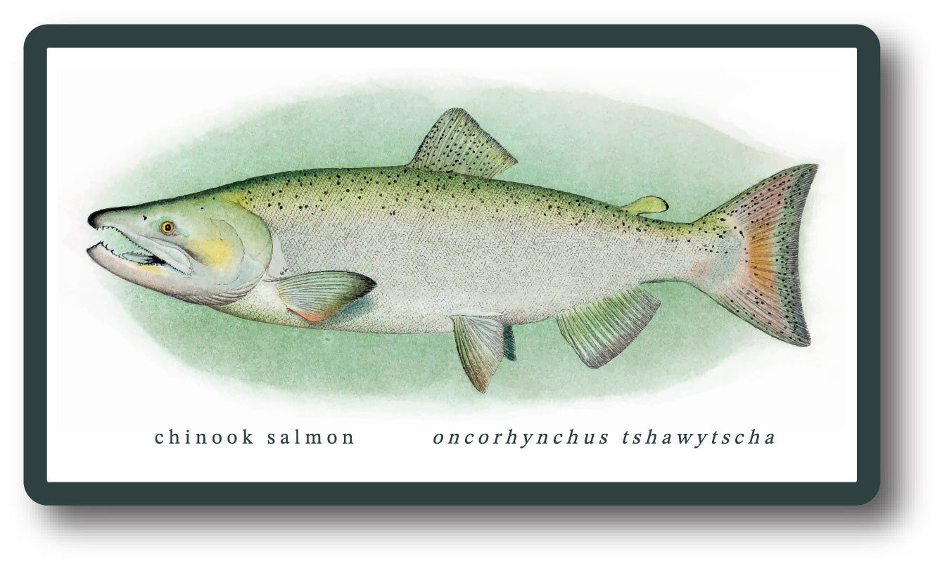 Chinook Salmon Sticker