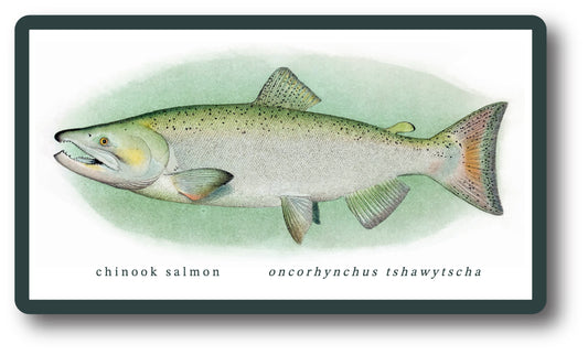 Chinook Salmon Sticker